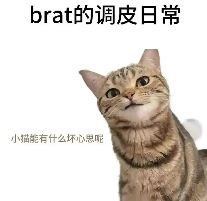 西檬之家-k8是什么：BDSM文化中的猫系角色扮演指南